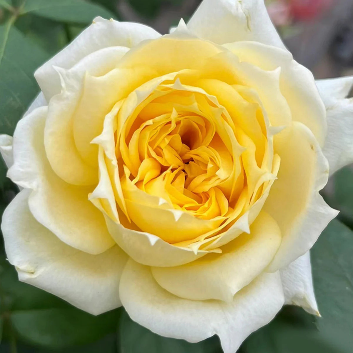 Sunny Antike Perennial Rose Seeds - Garden Rose, 30+ seeds