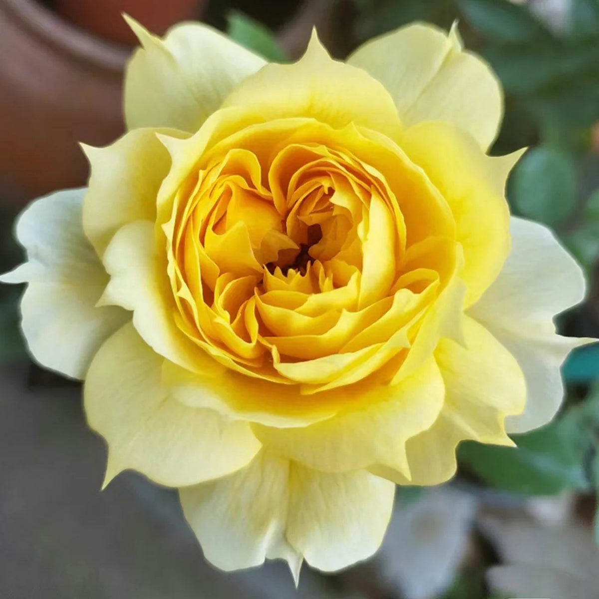 Sunny Antike Perennial Rose Seeds - Garden Rose, 30+ seeds