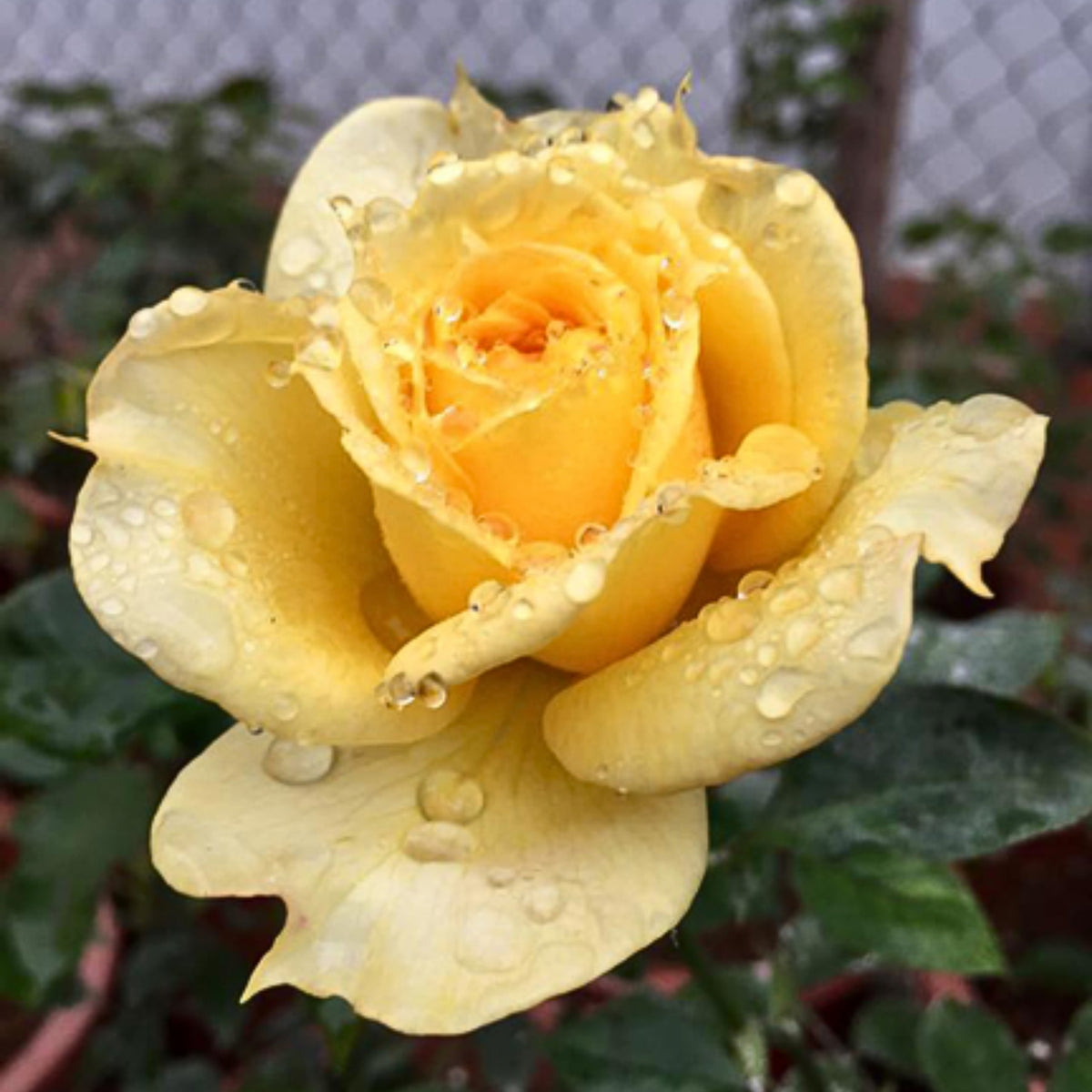 Sunny Antike Perennial Rose Seeds - Garden Rose, 30+ seeds