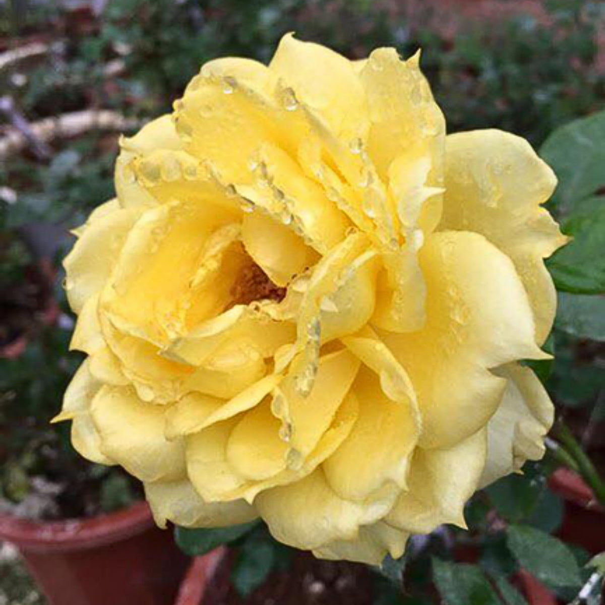 Sunny Antike Perennial Rose Seeds - Garden Rose, 30+ seeds