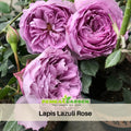 30+ Seeds| Lapis Lazuli Rose Perennial Seeds - Garden Rose - Lavender Blue Blooms - Long Blooming - Ornamental Flower - Cottage Garden-#1179