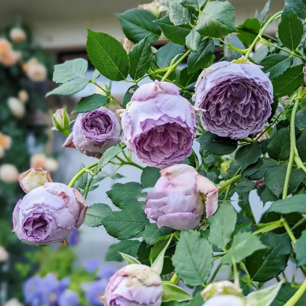 Lapis Lazuli Rose Perennial Seeds - Garden Rose, 30+ seeds
