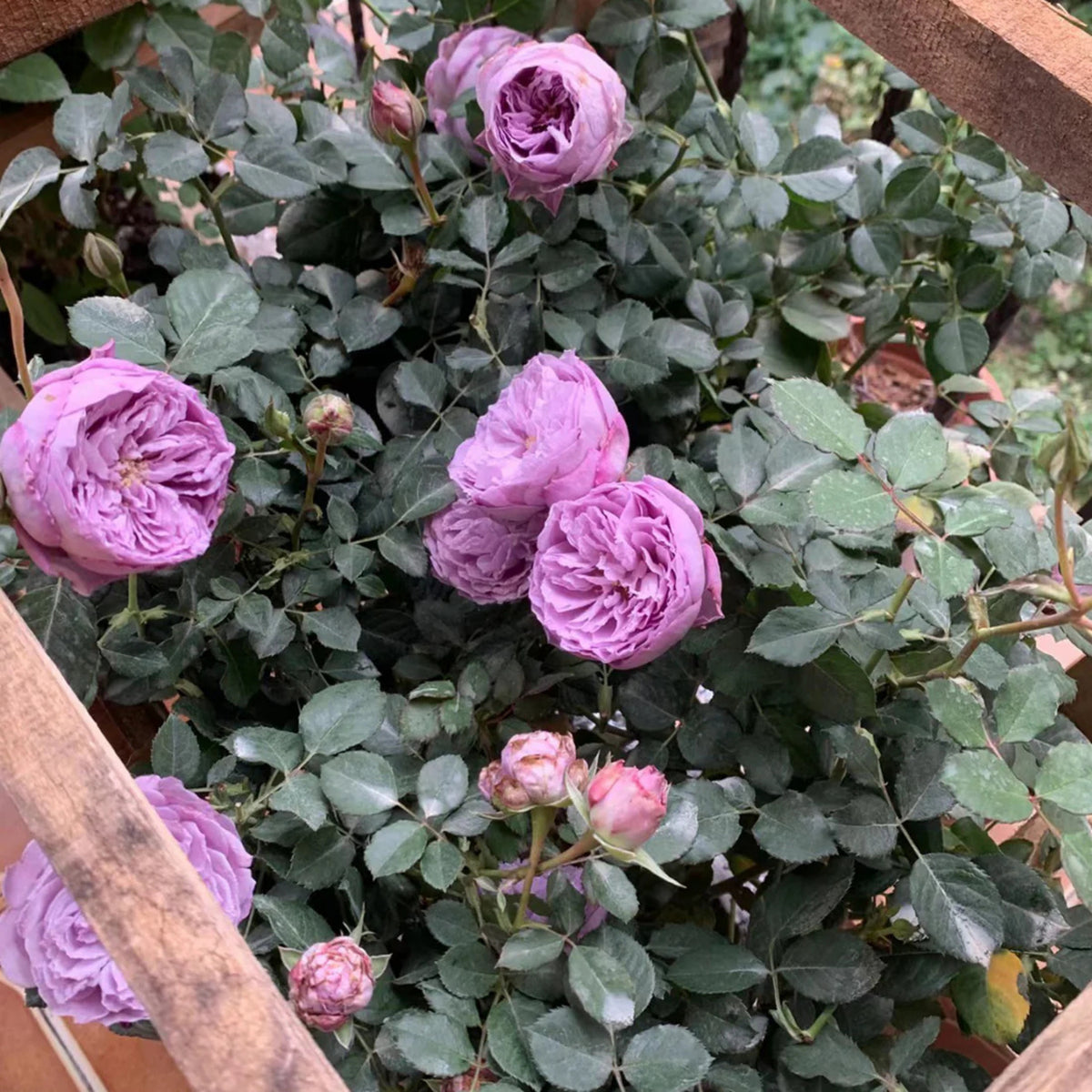 Lapis Lazuli Rose Perennial Seeds - Garden Rose, 30+ seeds