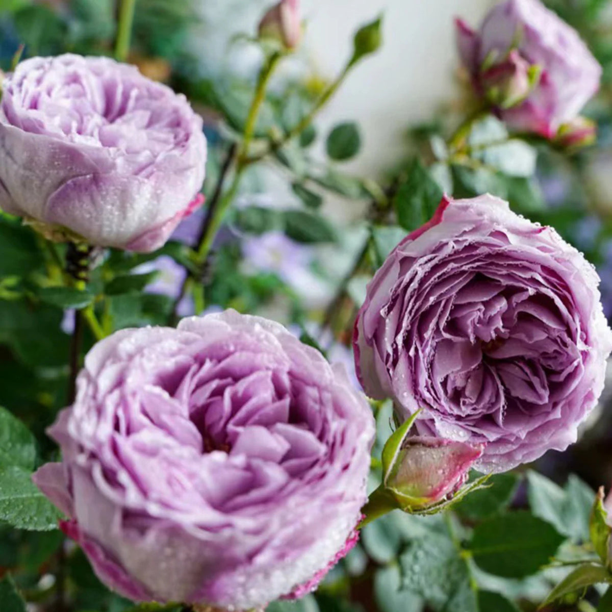 Lapis Lazuli Rose Perennial Seeds - Garden Rose, 30+ seeds