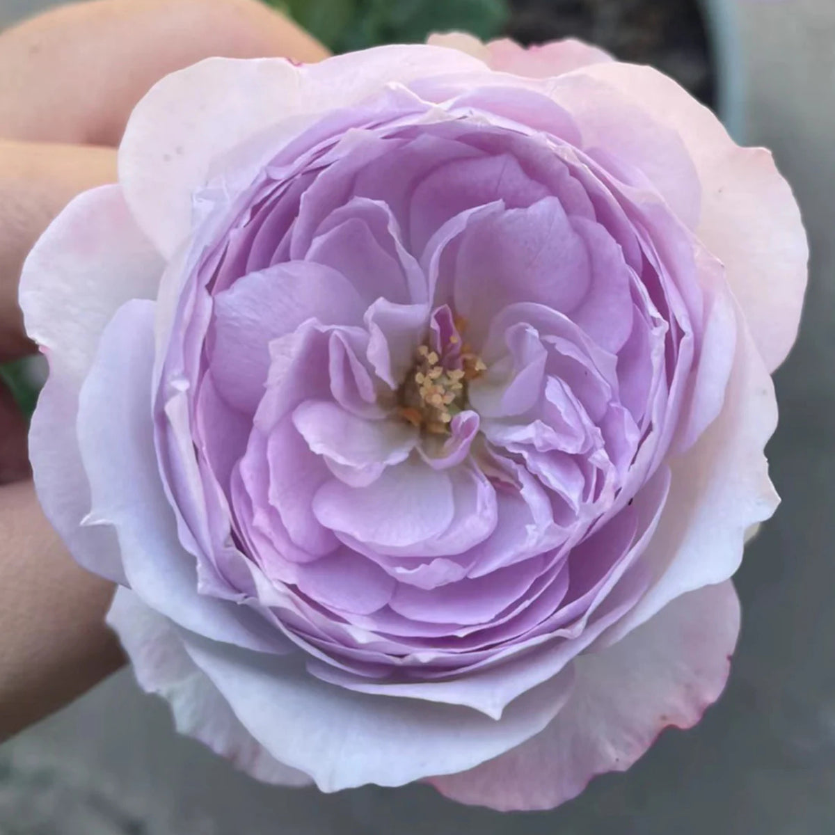 Lapis Lazuli Rose Perennial Seeds - Garden Rose, 30+ seeds