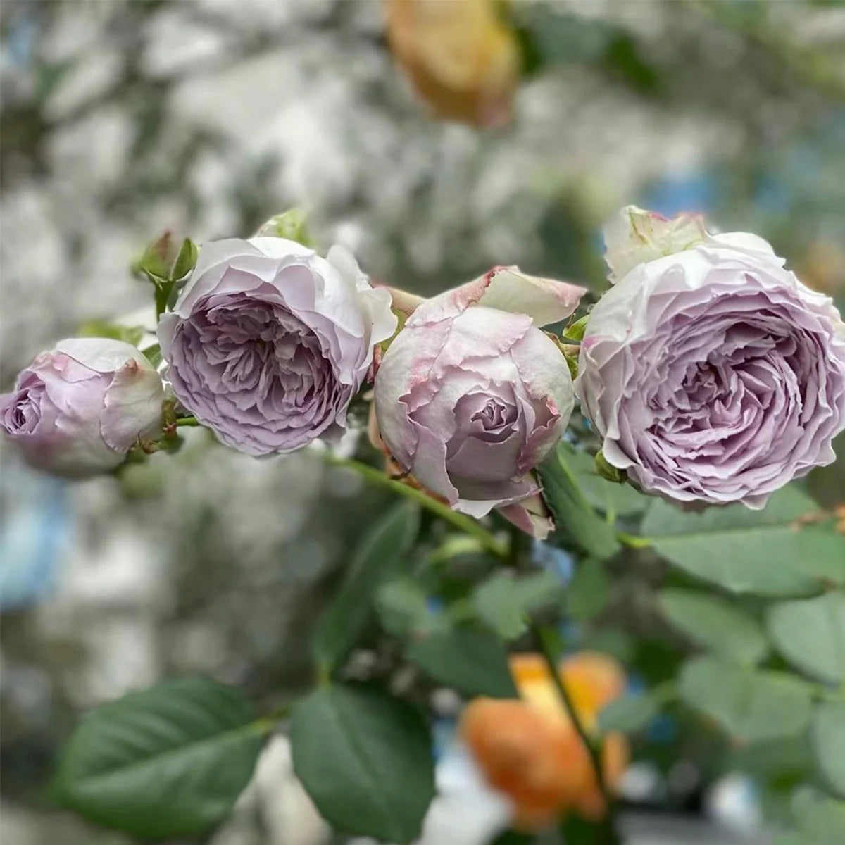 Lapis Lazuli Rose Perennial Seeds - Garden Rose, 30+ seeds