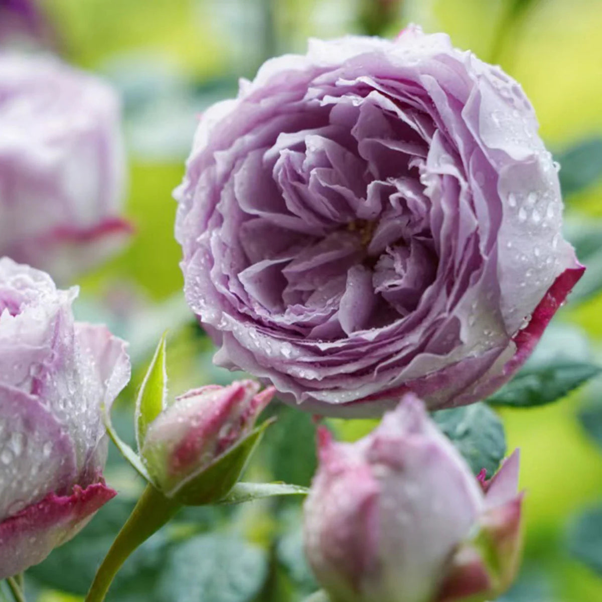 Lapis Lazuli Rose Perennial Seeds - Garden Rose, 30+ seeds