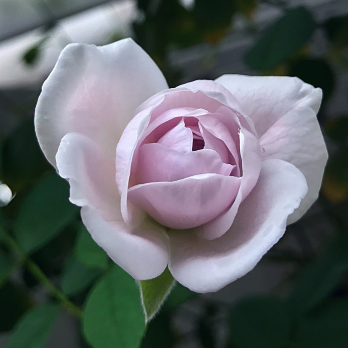Lapis Lazuli Rose Perennial Seeds - Garden Rose, 30+ seeds