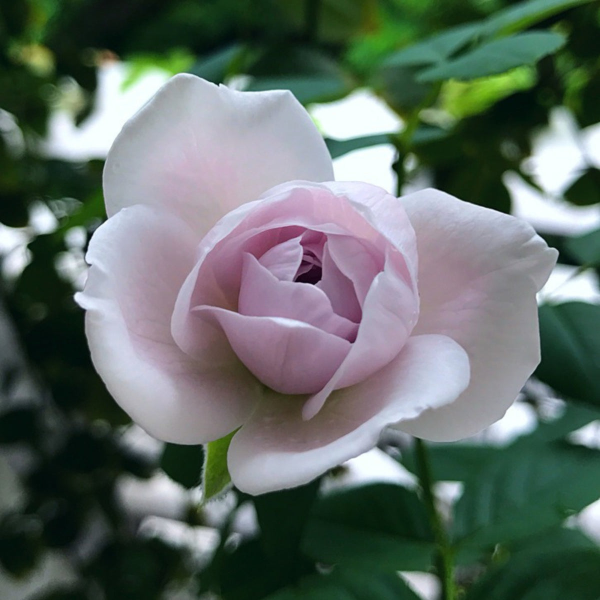 Lapis Lazuli Rose Perennial Seeds - Garden Rose, 30+ seeds