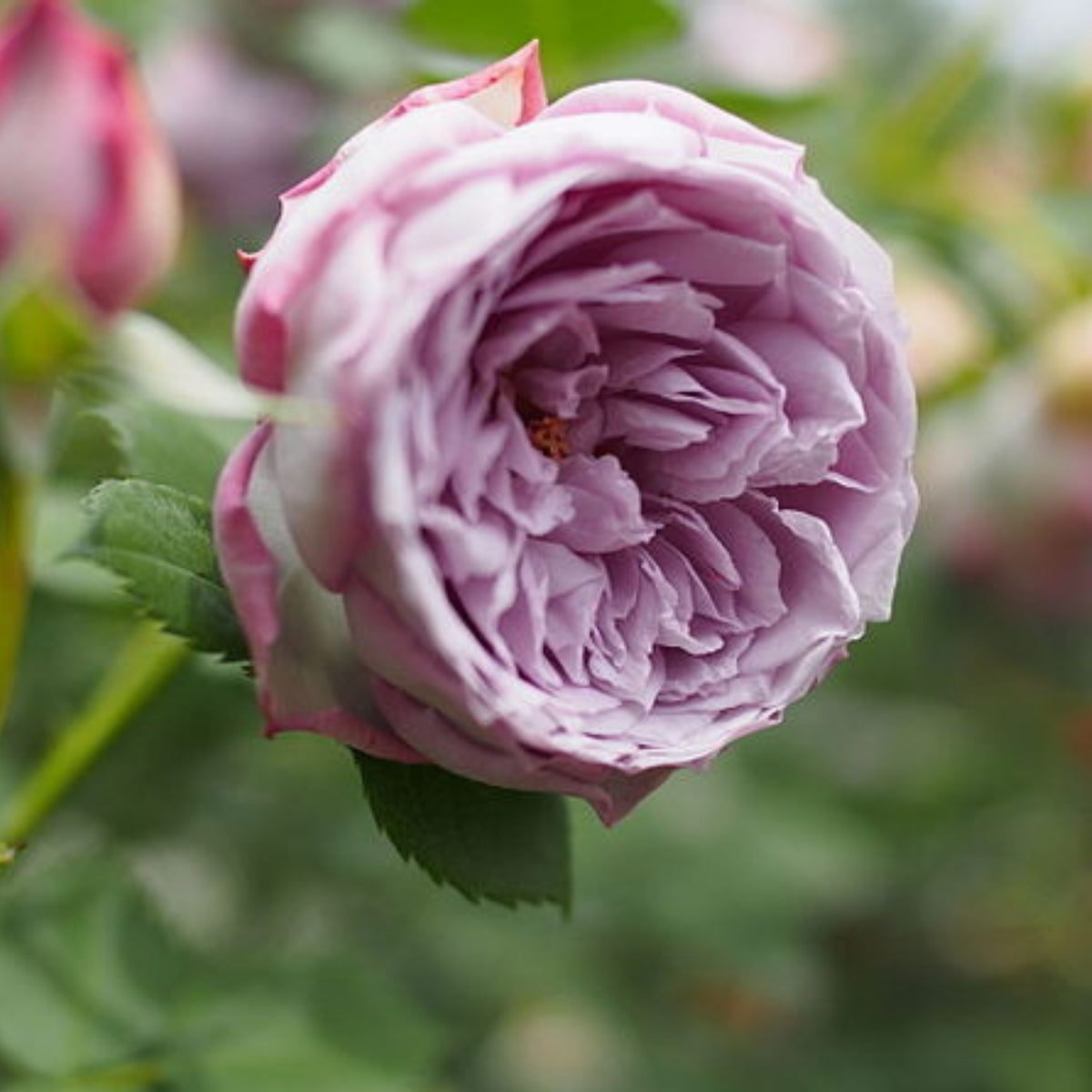 Lapis Lazuli Rose Perennial Seeds - Garden Rose, 30+ seeds