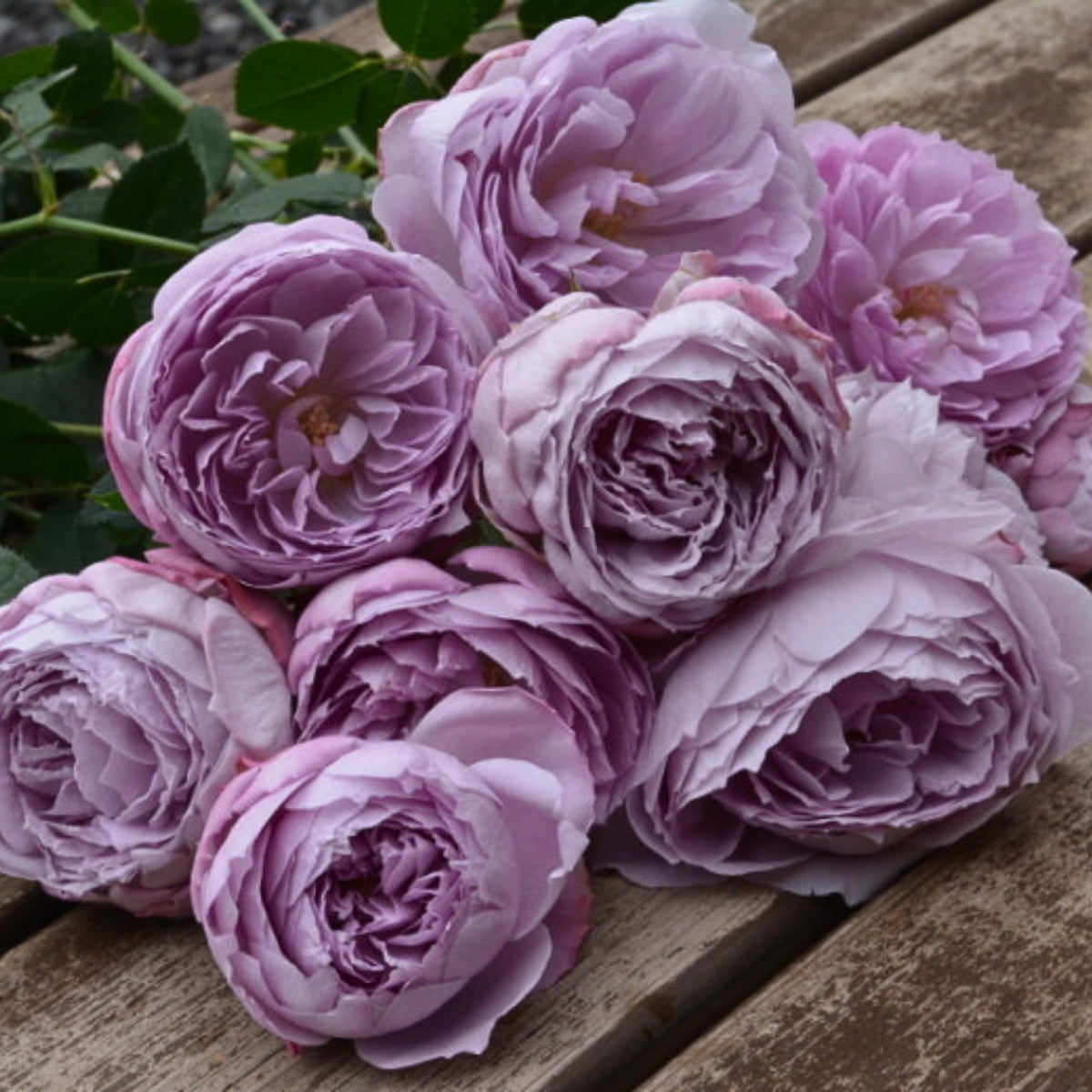 Lapis Lazuli Rose Perennial Seeds - Garden Rose, 30+ seeds