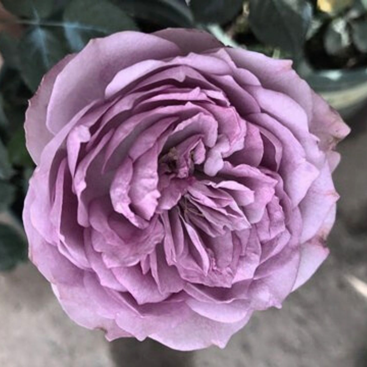 Lapis Lazuli Rose Perennial Seeds - Garden Rose, 30+ seeds