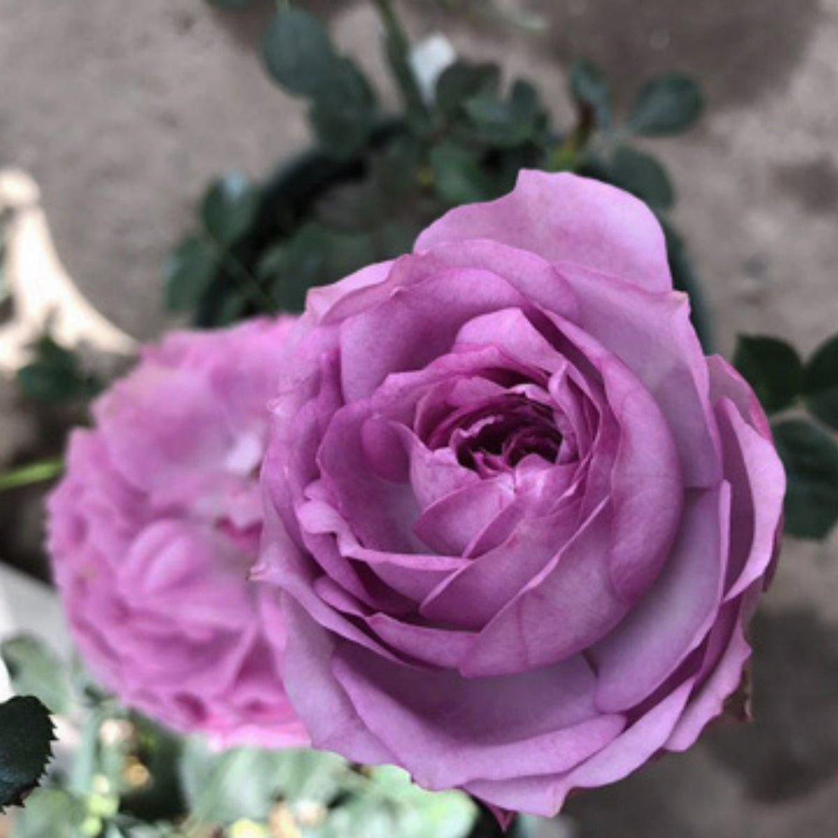 Lapis Lazuli Rose Perennial Seeds - Garden Rose, 30+ seeds