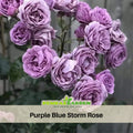 30+ Seeds|Purple Blue Storm Rose Seeds - Perennial Garden Rose - Purple Blue Blooms - Long Blooming - Ornamental Cottage Flower#1180