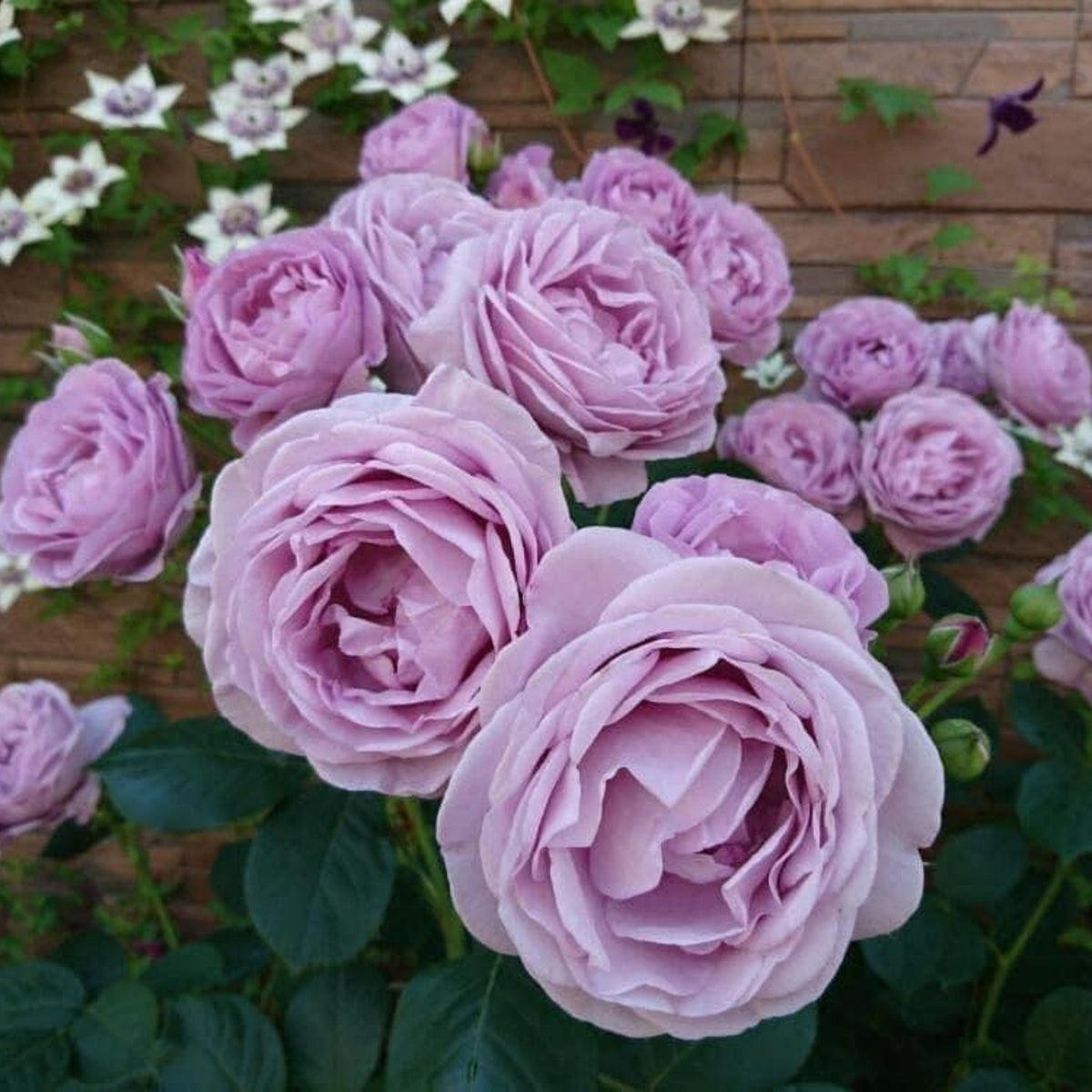 Purple Blue Storm Rose Seeds - Perennial Garden Rose, 30+ seeds