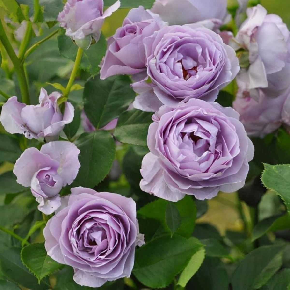 Purple Blue Storm Rose Seeds - Perennial Garden Rose, 30+ seeds