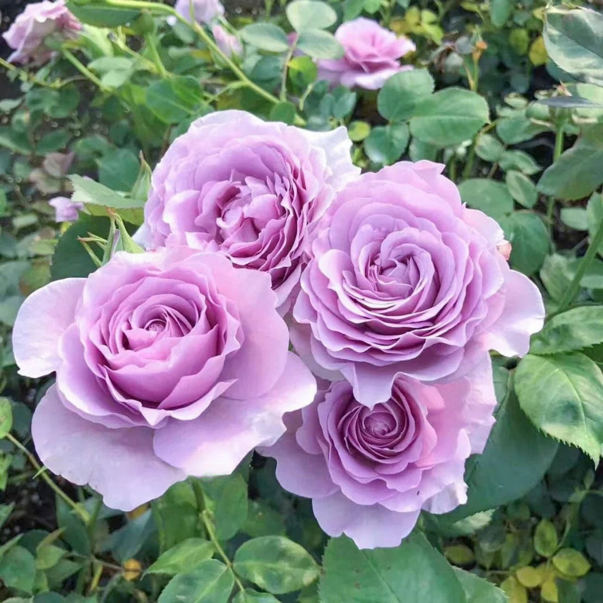 Purple Blue Storm Rose Seeds - Perennial Garden Rose, 30+ seeds