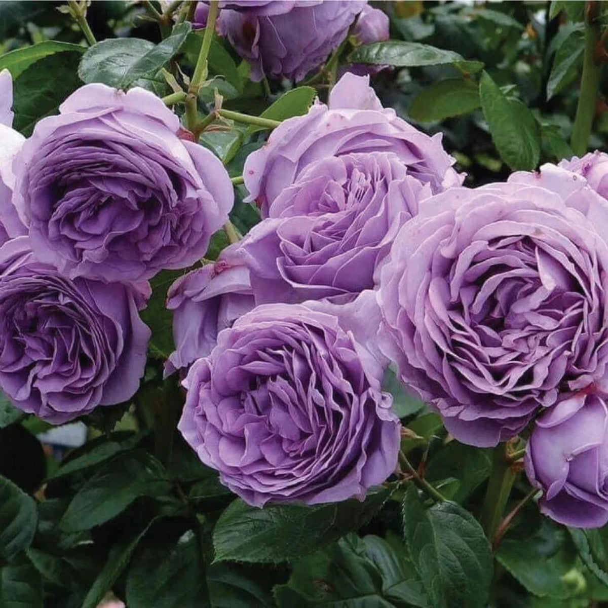 Purple Blue Storm Rose Seeds - Perennial Garden Rose, 30+ seeds