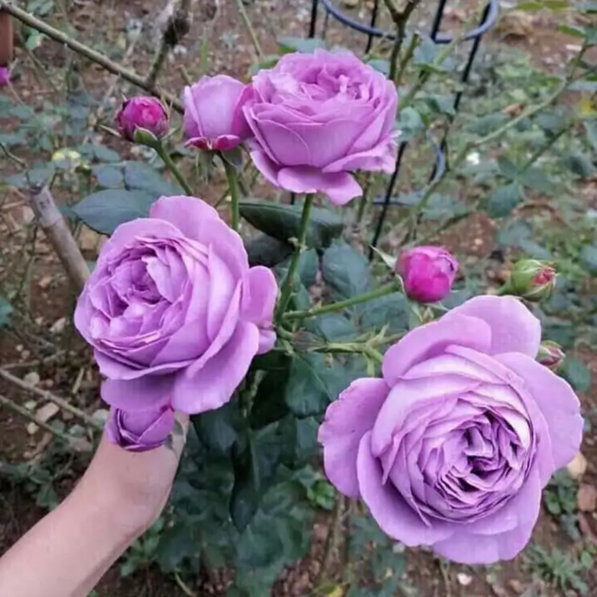 Purple Blue Storm Rose Seeds - Perennial Garden Rose, 30+ seeds