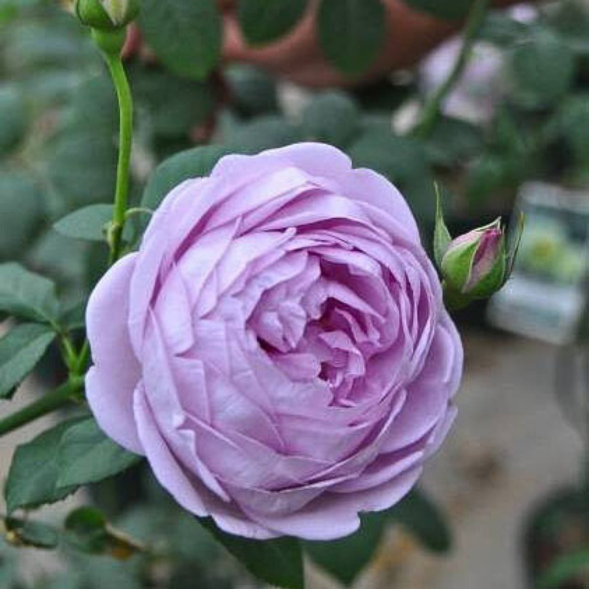 Purple Blue Storm Rose Seeds - Perennial Garden Rose, 30+ seeds