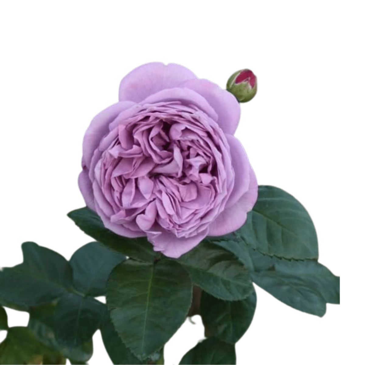 Purple Blue Storm Rose Seeds - Perennial Garden Rose, 30+ seeds