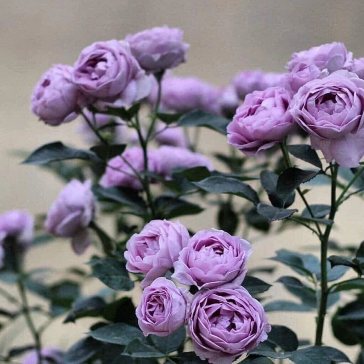 Purple Blue Storm Rose Seeds - Perennial Garden Rose, 30+ seeds