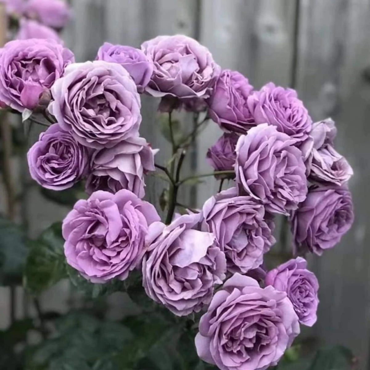 Purple Blue Storm Rose Seeds - Perennial Garden Rose, 30+ seeds