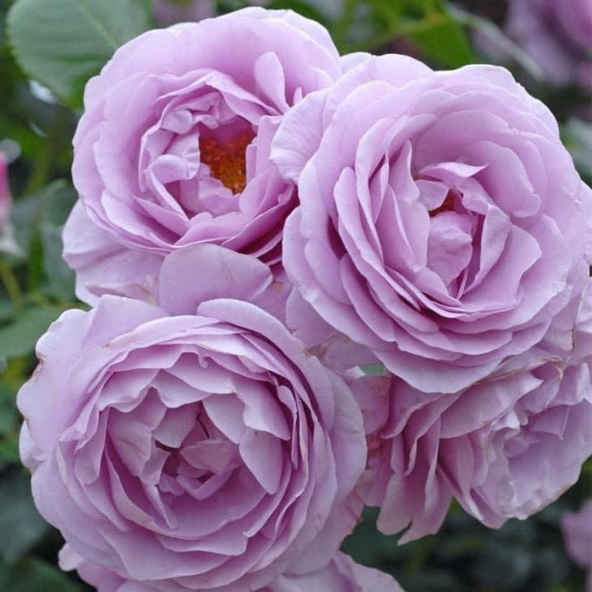 Purple Blue Storm Rose Seeds - Perennial Garden Rose, 30+ seeds