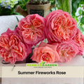 30+ Seeds|Summer Fireworks Rose Seeds - Perennial Garden Rose - Colorful Red Yellow Blooms - Long Blooming - Ornamental Cottage Flower#1181
