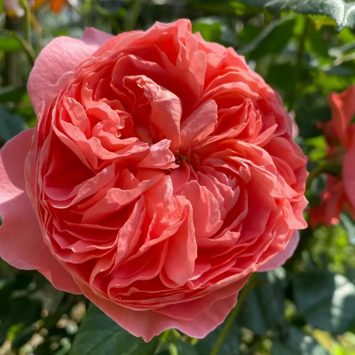 Summer Fireworks Rose Seeds - Perennial Garden Rose, 30+ seeds