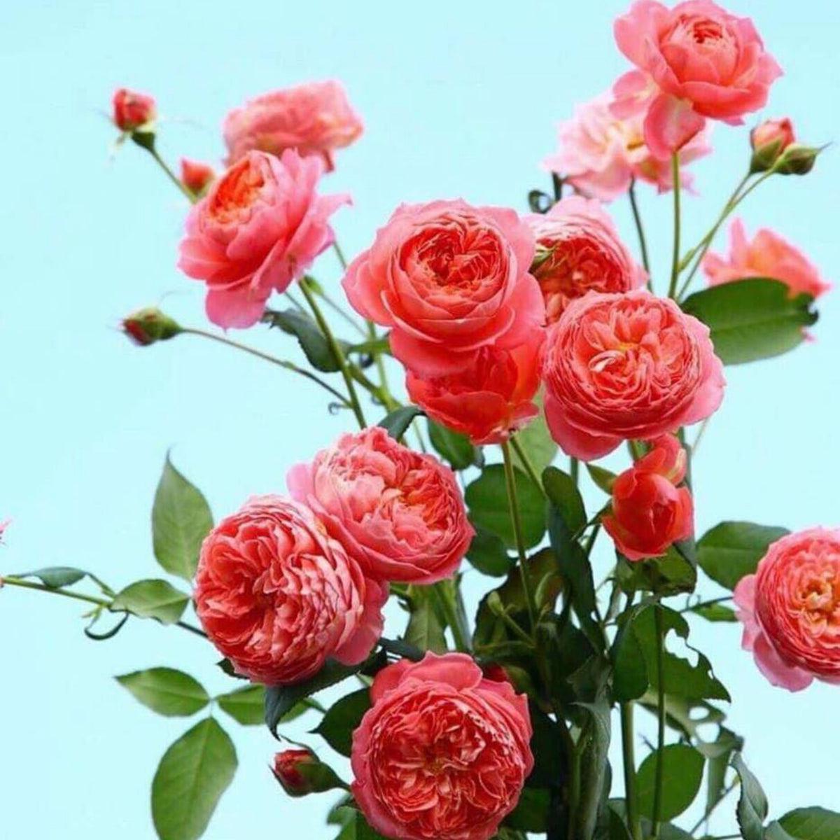 Summer Fireworks Rose Seeds - Perennial Garden Rose, 30+ seeds