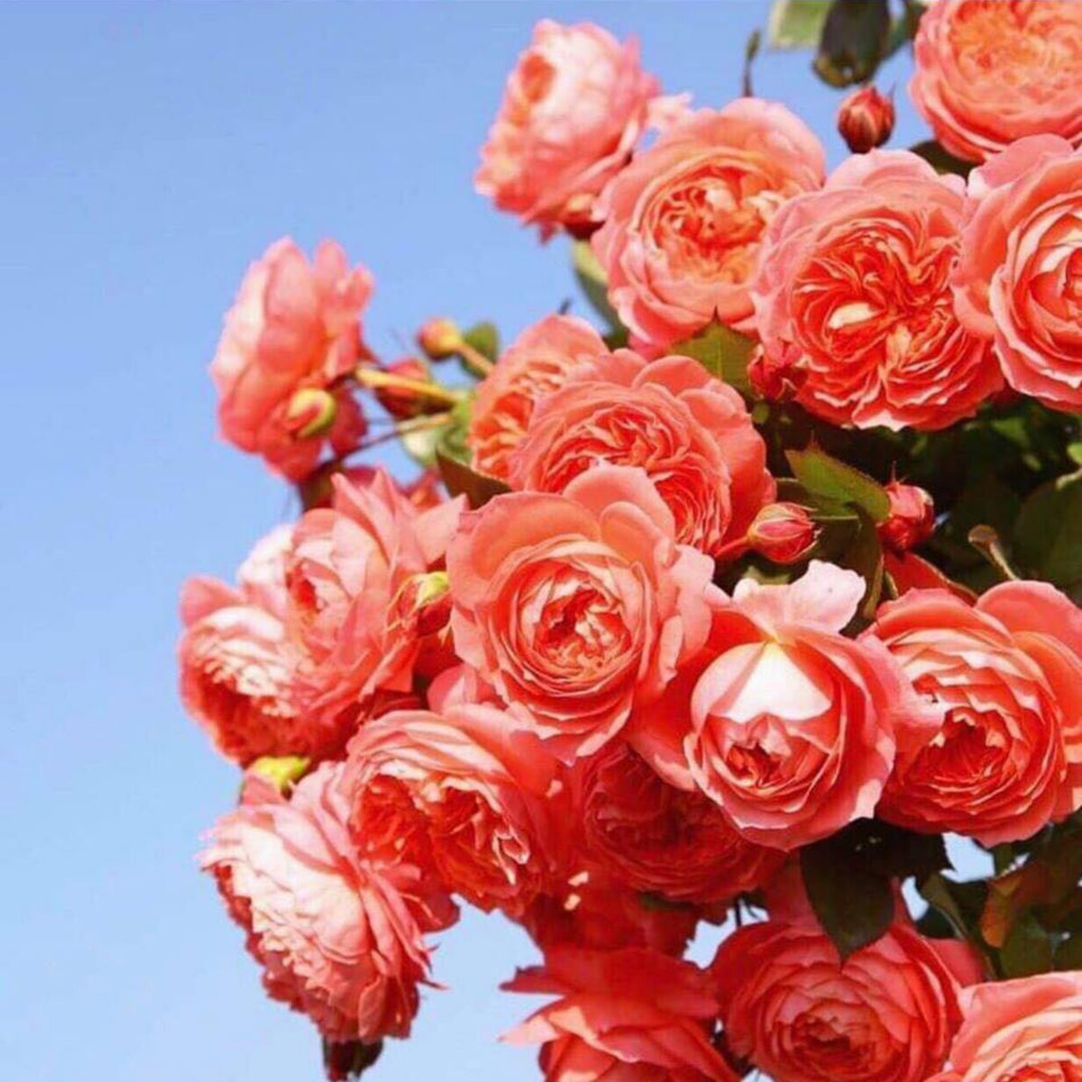 Summer Fireworks Rose Seeds - Perennial Garden Rose, 30+ seeds