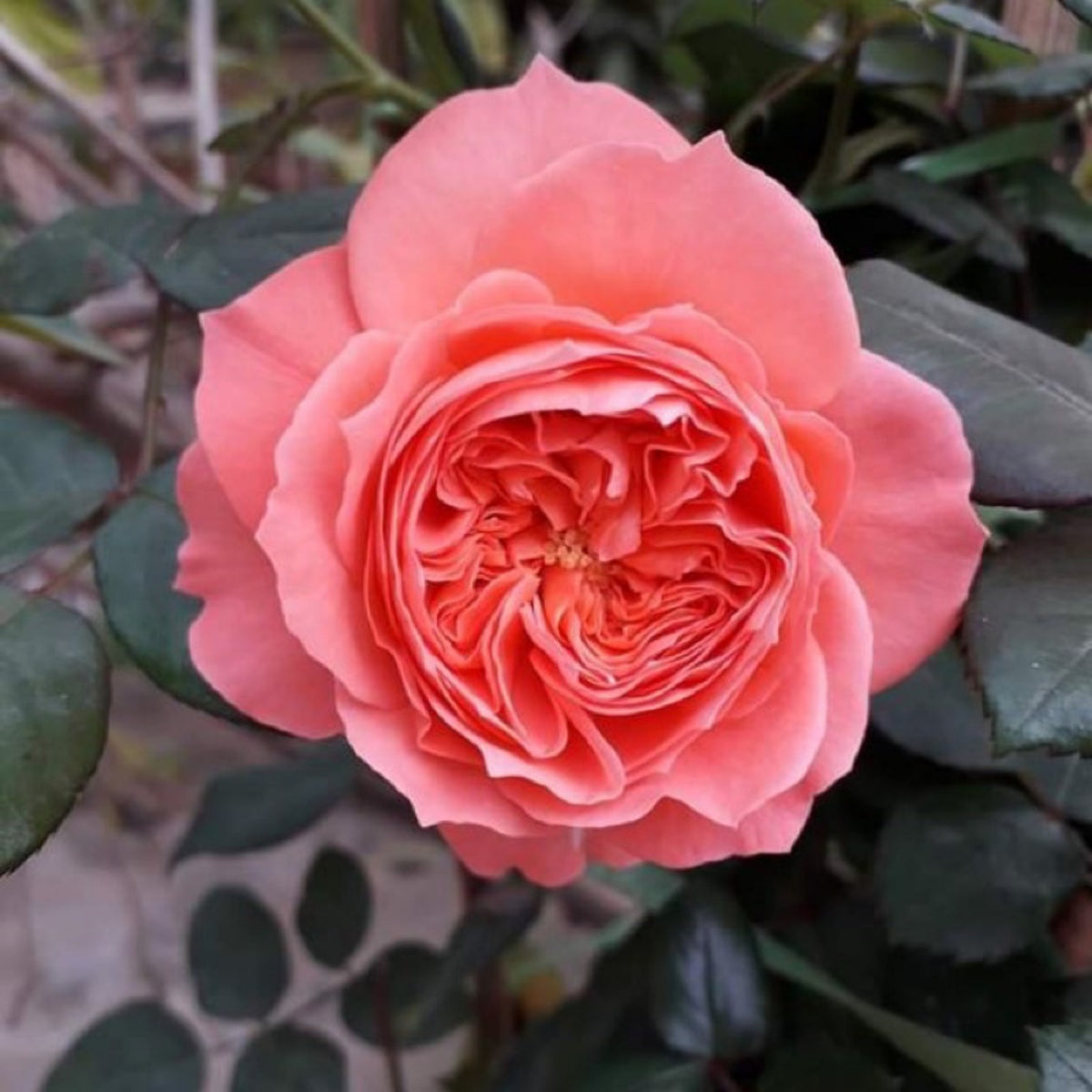 Summer Fireworks Rose Seeds - Perennial Garden Rose, 30+ seeds