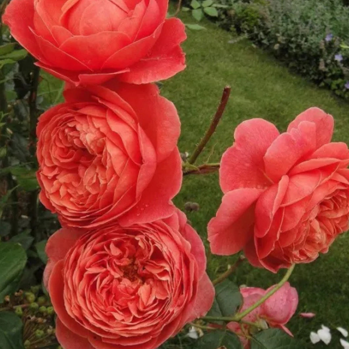 Summer Fireworks Rose Seeds - Perennial Garden Rose, 30+ seeds