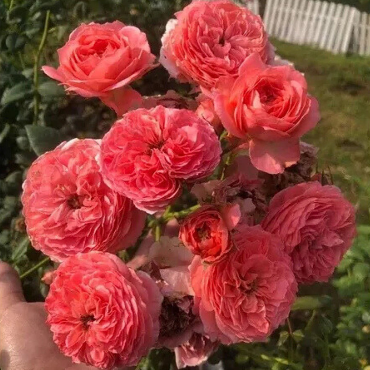 Summer Fireworks Rose Seeds - Perennial Garden Rose, 30+ seeds