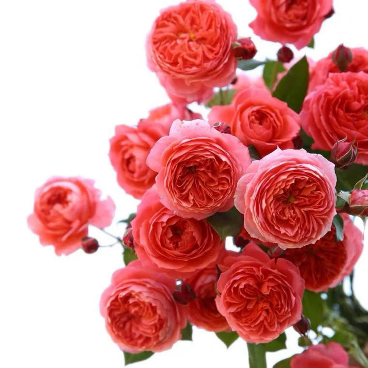 Summer Fireworks Rose Seeds - Perennial Garden Rose, 30+ seeds
