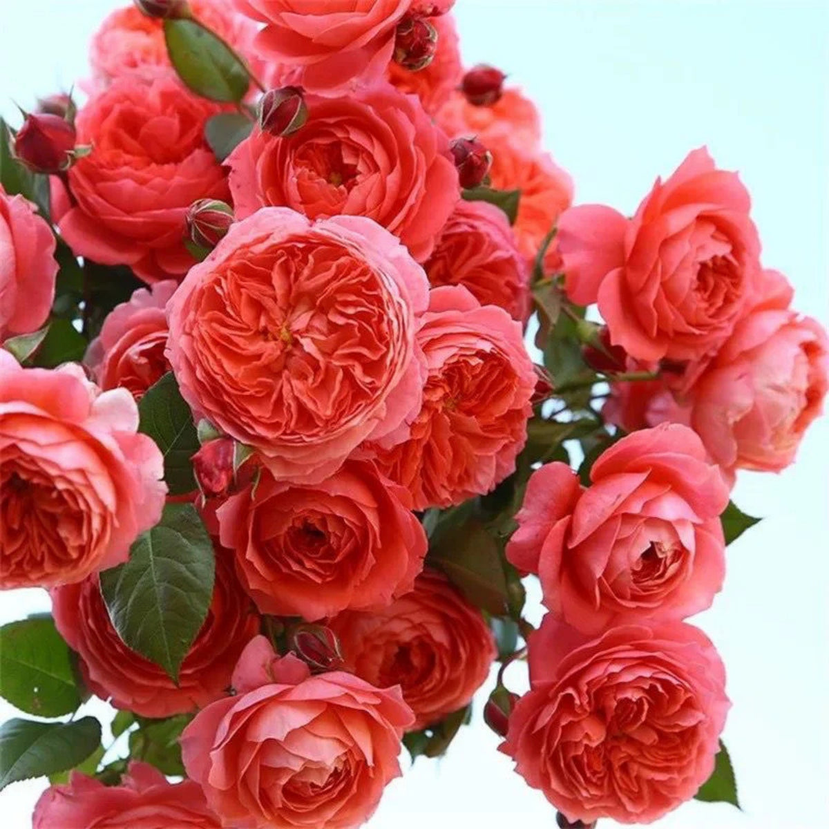 Summer Fireworks Rose Seeds - Perennial Garden Rose, 30+ seeds