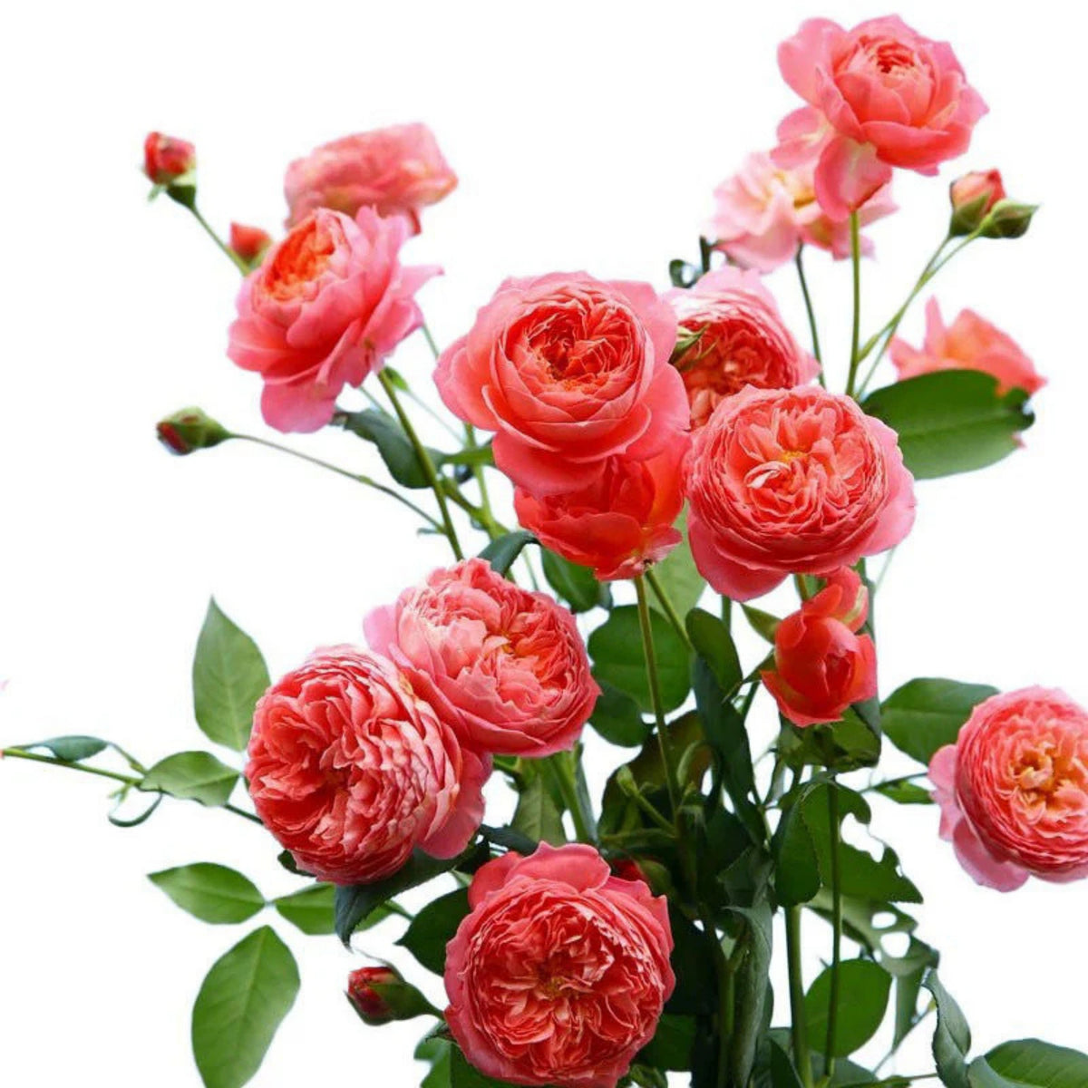 Summer Fireworks Rose Seeds - Perennial Garden Rose, 30+ seeds