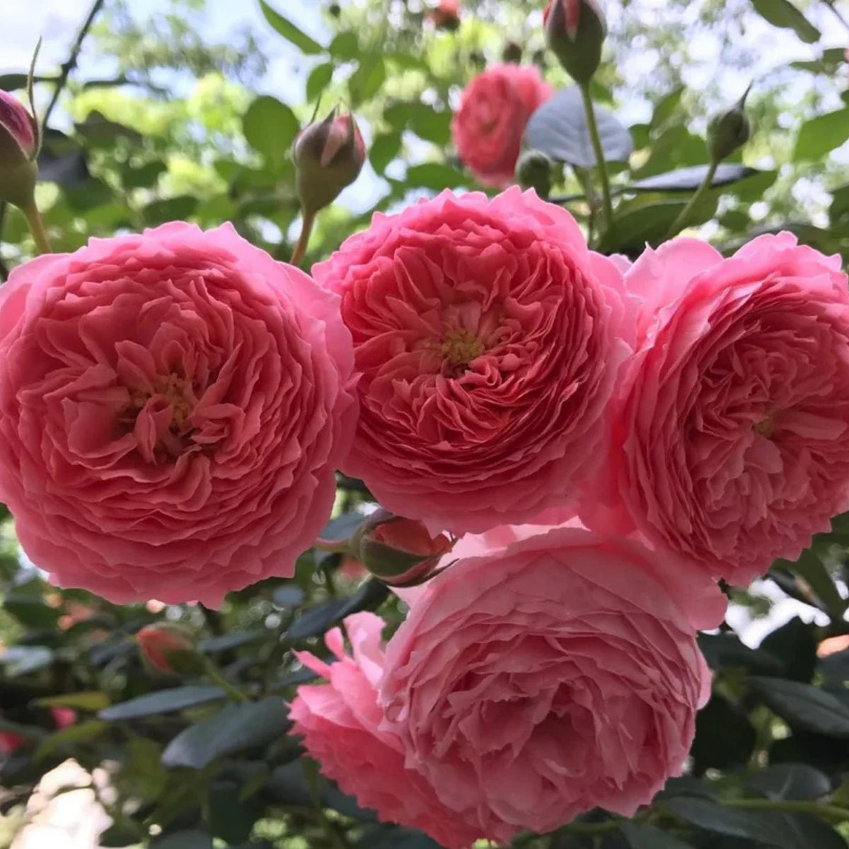 Summer Fireworks Rose Seeds - Perennial Garden Rose, 30+ seeds