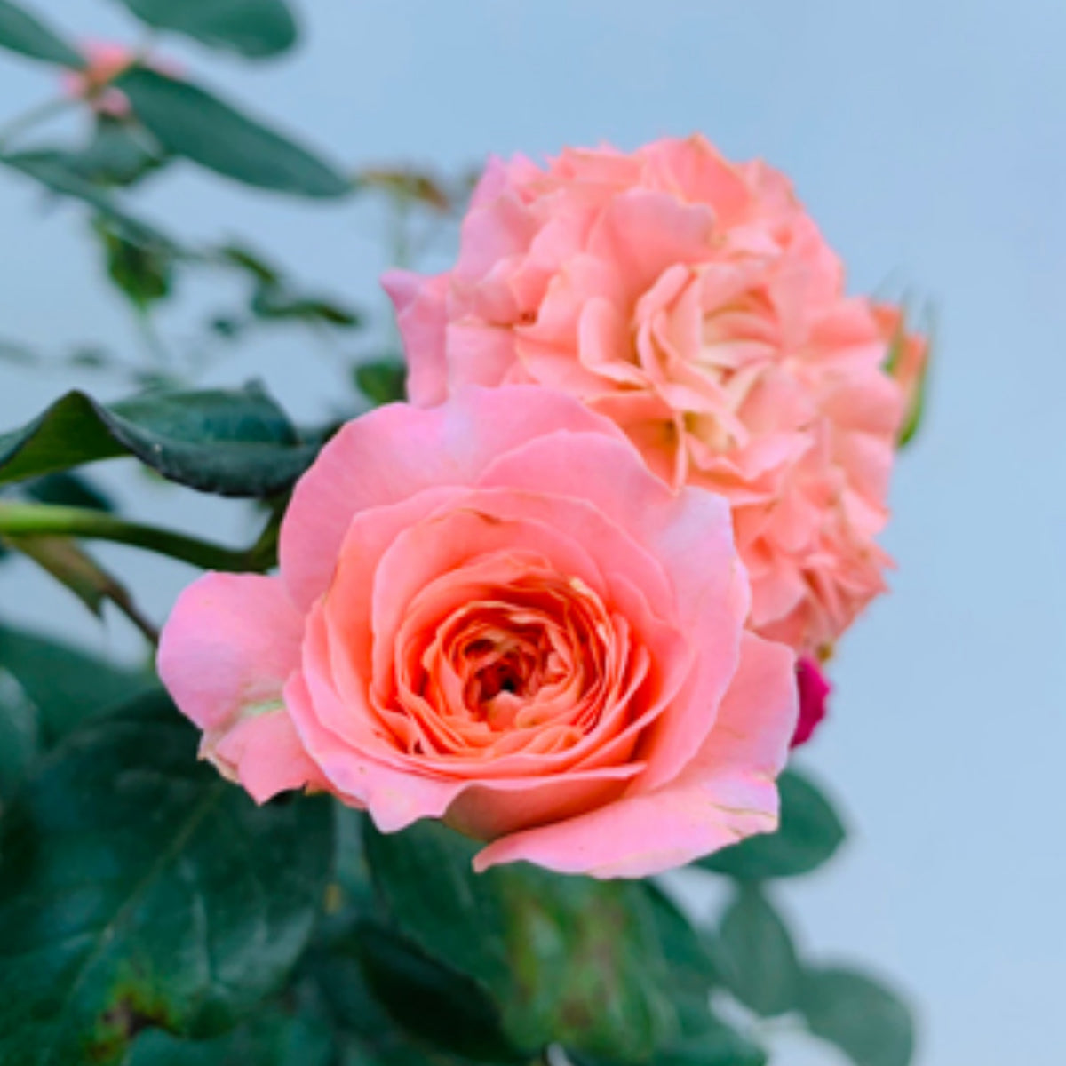 Summer Fireworks Rose Seeds - Perennial Garden Rose, 30+ seeds
