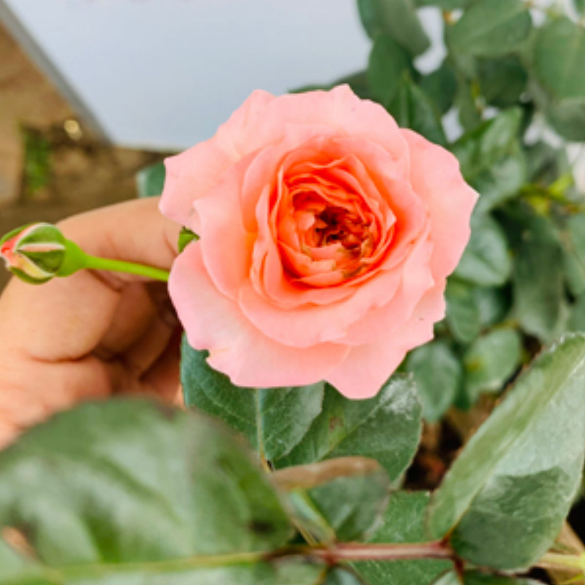 Summer Fireworks Rose Seeds - Perennial Garden Rose, 30+ seeds