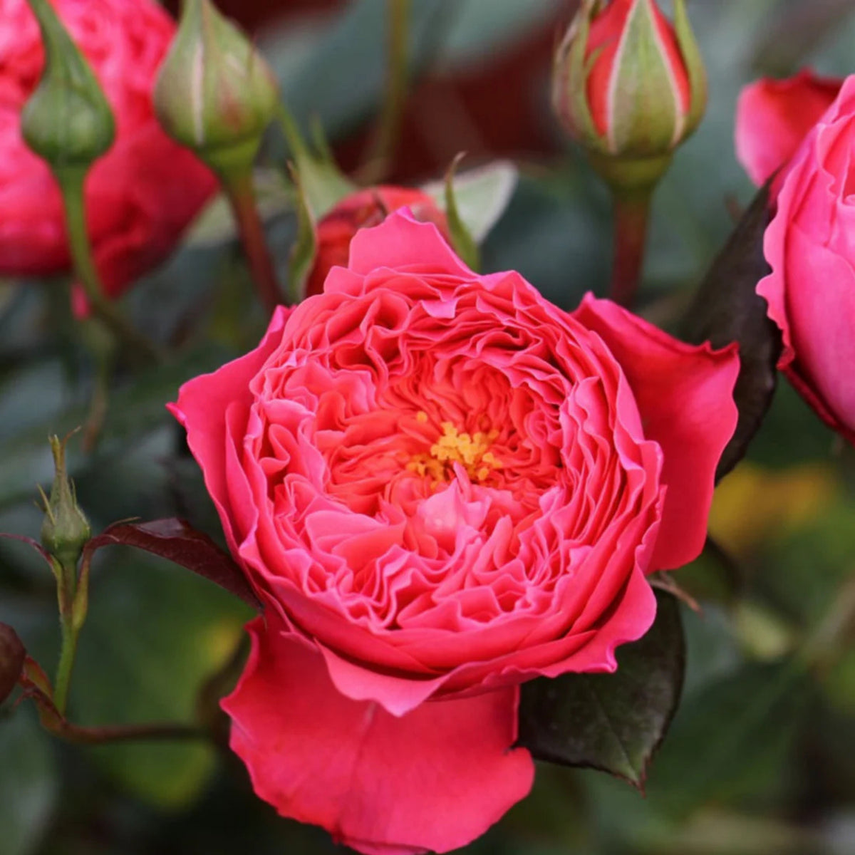 Summer Fireworks Rose Seeds - Perennial Garden Rose, 30+ seeds