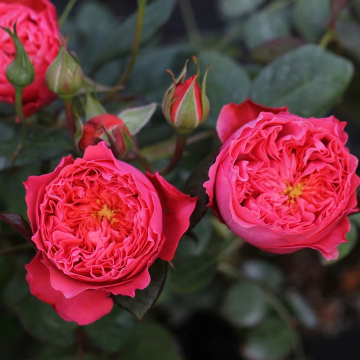 Summer Fireworks Rose Seeds - Perennial Garden Rose, 30+ seeds
