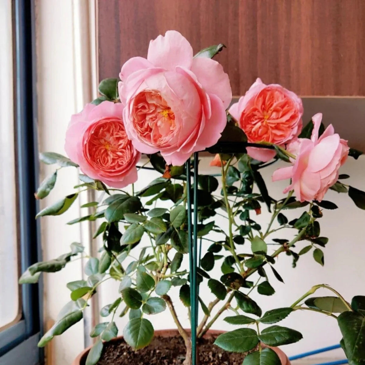 Summer Fireworks Rose Seeds - Perennial Garden Rose, 30+ seeds