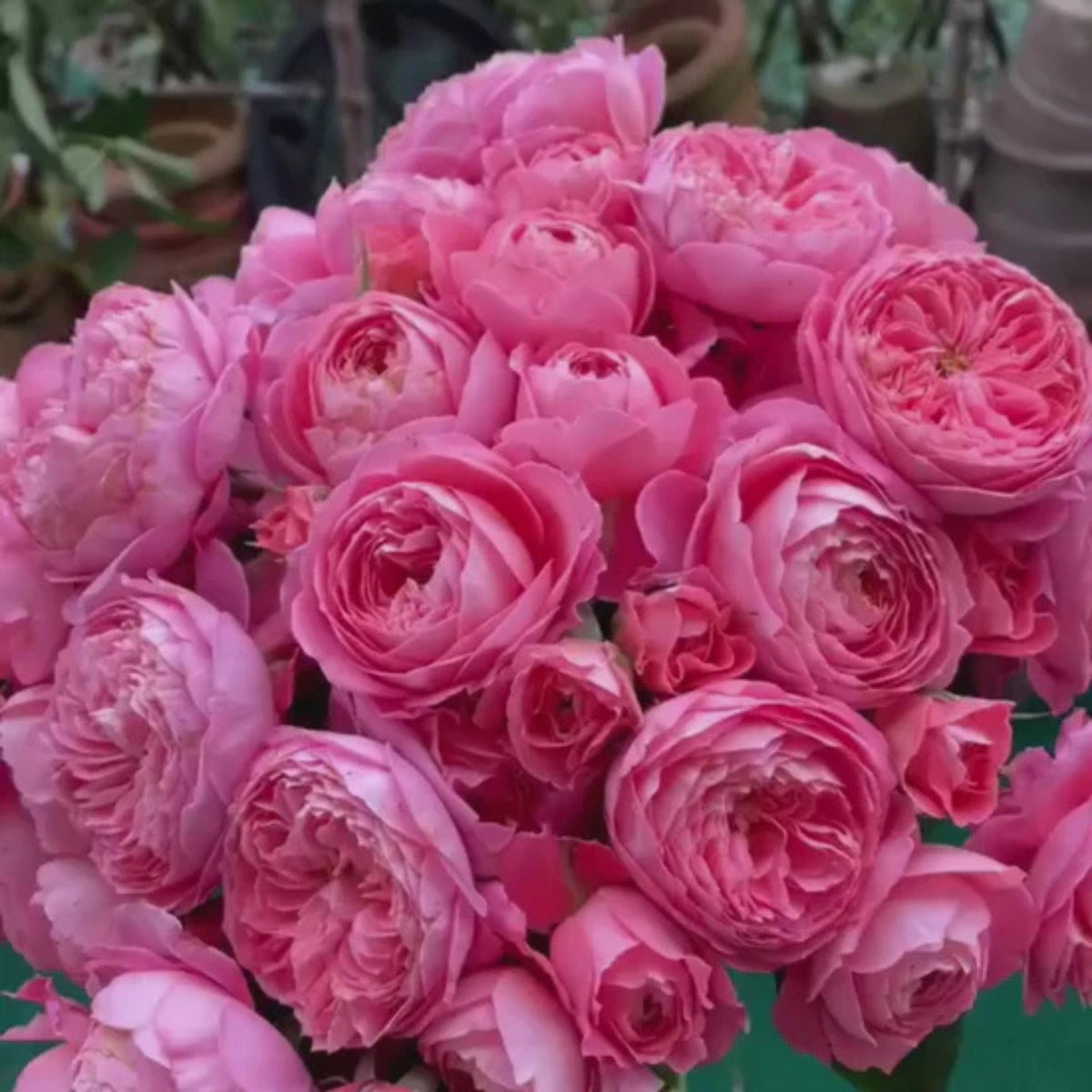 Summer Fireworks Rose Seeds - Perennial Garden Rose, 30+ seeds