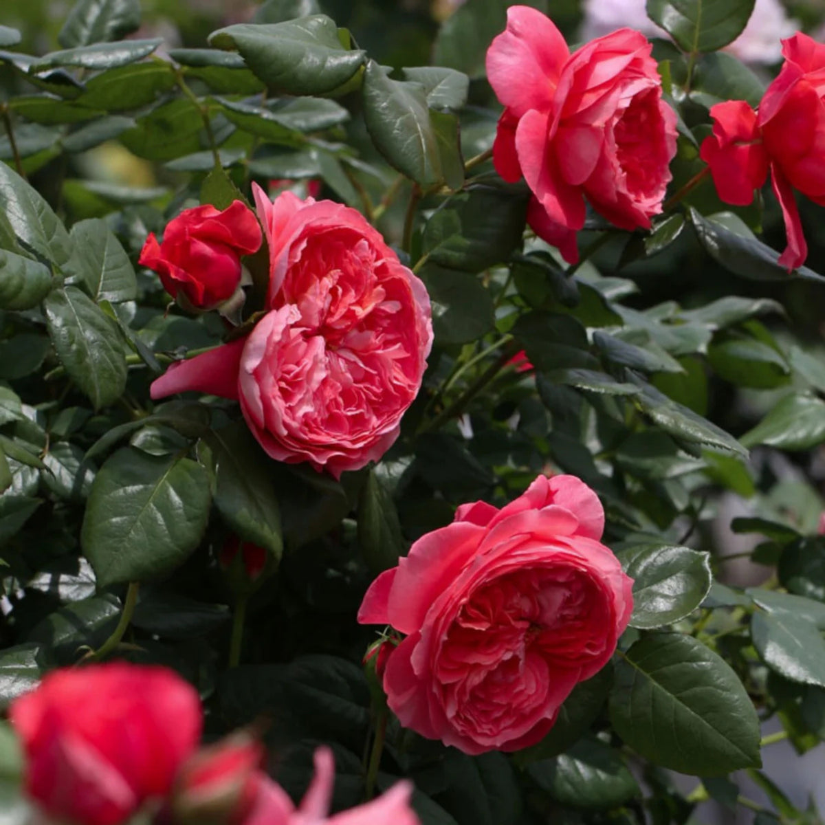 Summer Fireworks Rose Seeds - Perennial Garden Rose, 30+ seeds
