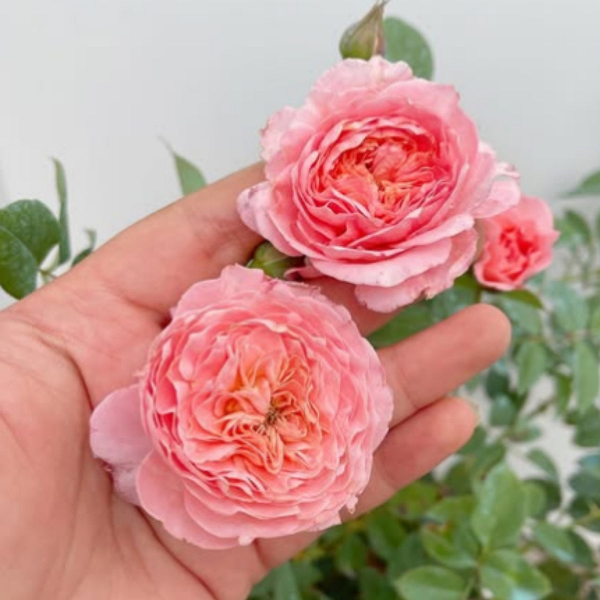 Summer Fireworks Rose Seeds - Perennial Garden Rose, 30+ seeds