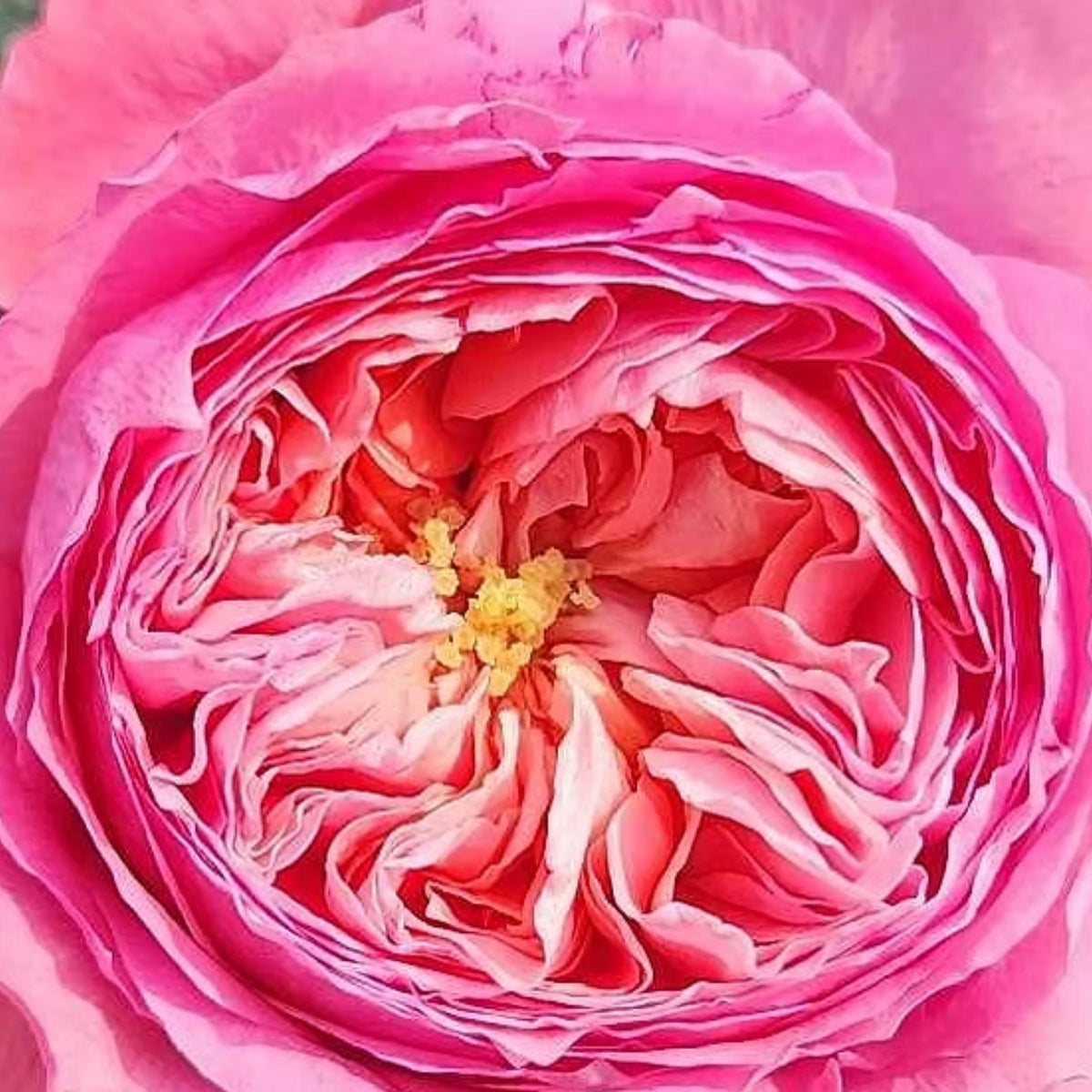Summer Fireworks Rose Seeds - Perennial Garden Rose, 30+ seeds