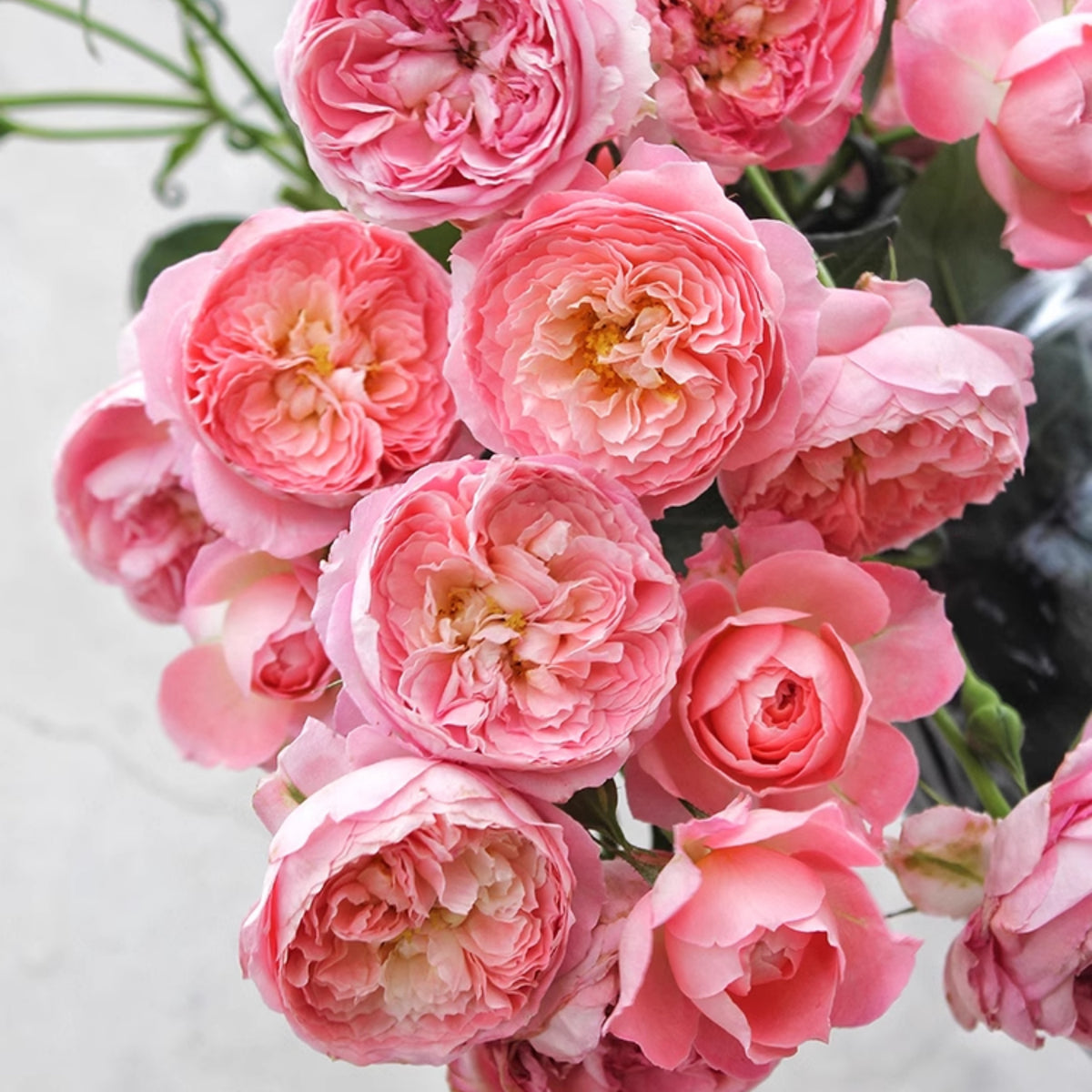 Summer Fireworks Rose Seeds - Perennial Garden Rose, 30+ seeds