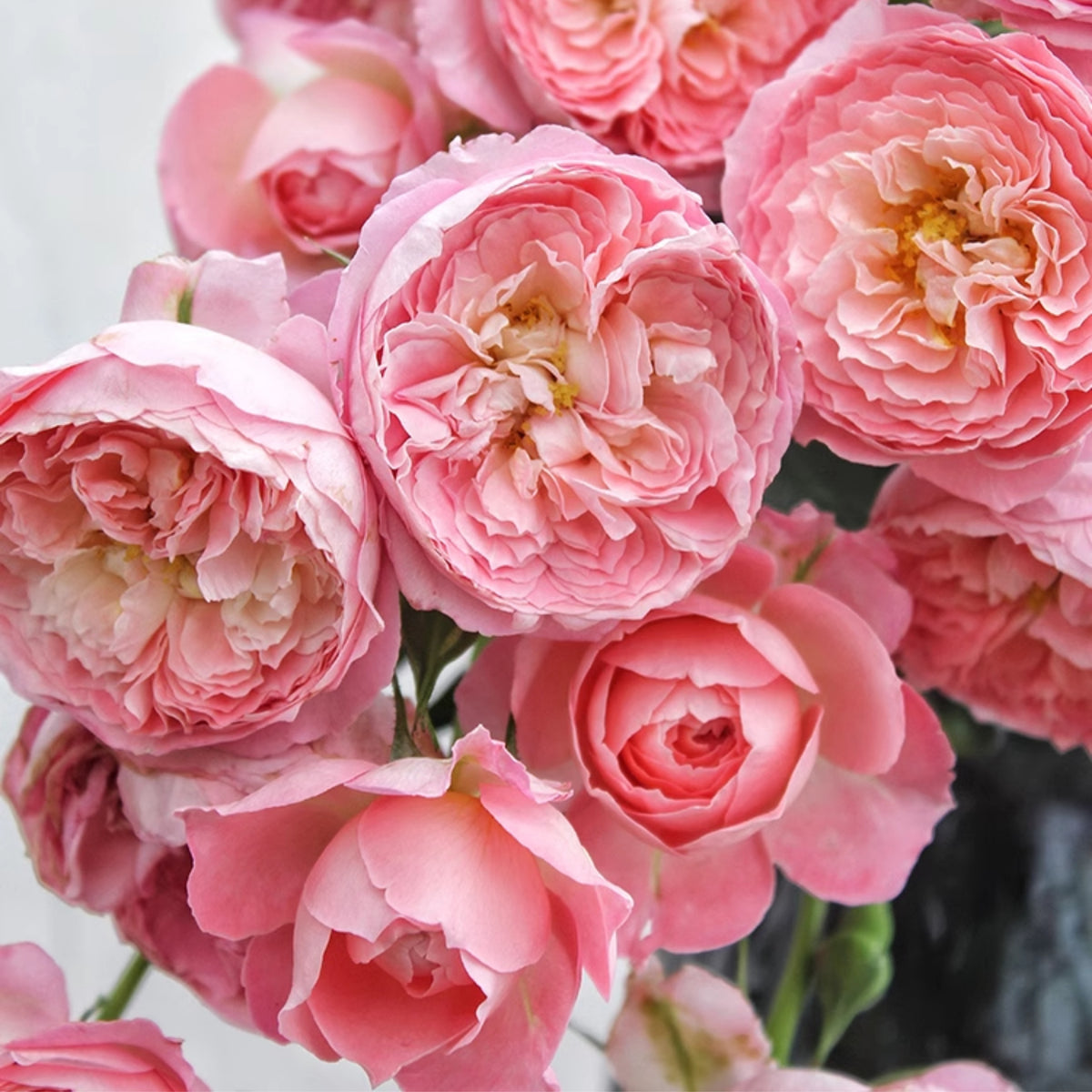 Summer Fireworks Rose Seeds - Perennial Garden Rose, 30+ seeds